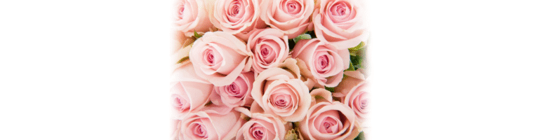 roses sent from a romance scam